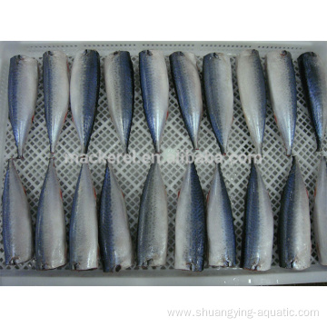 Frozen Seafood Pacific Mackerel Hgt Fish